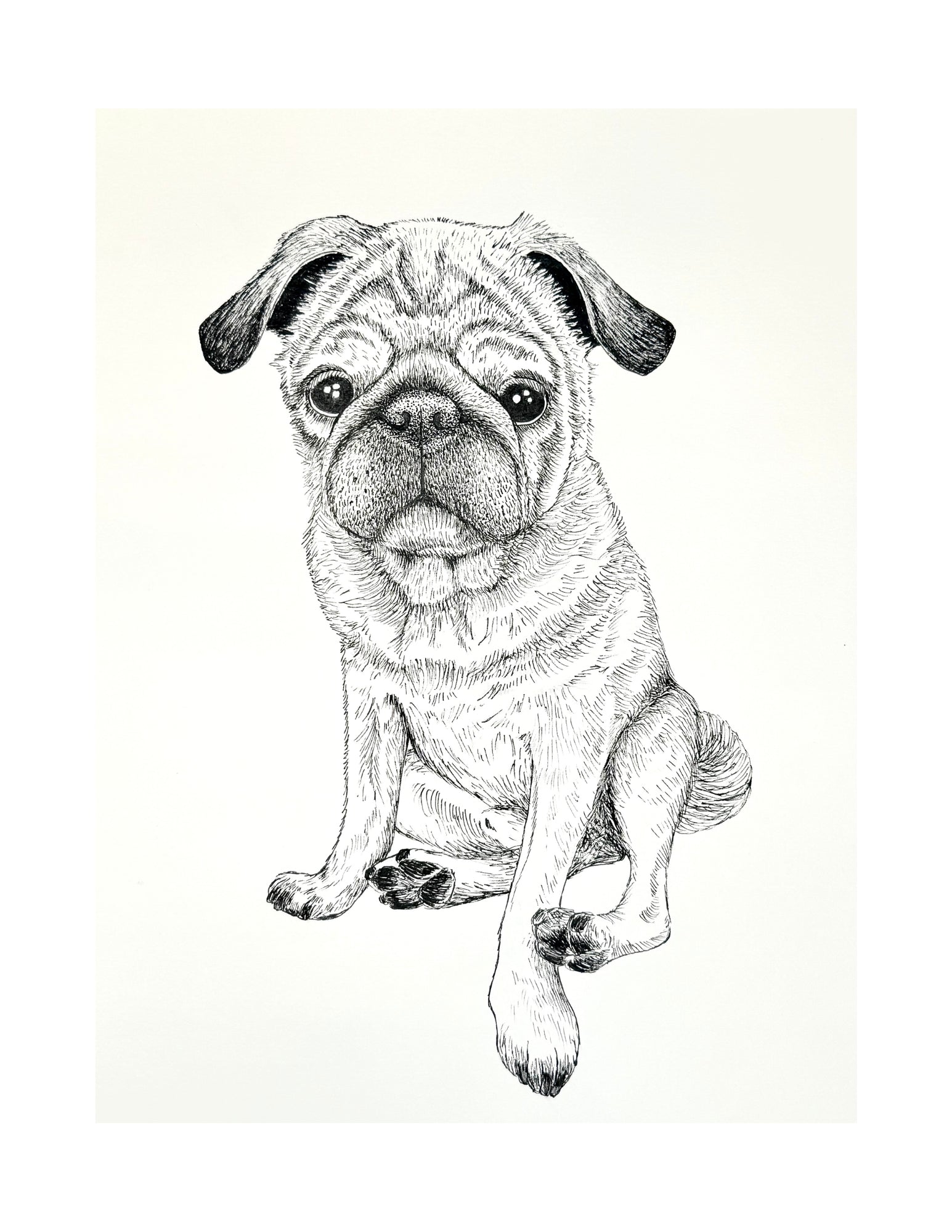 Pug Portraits